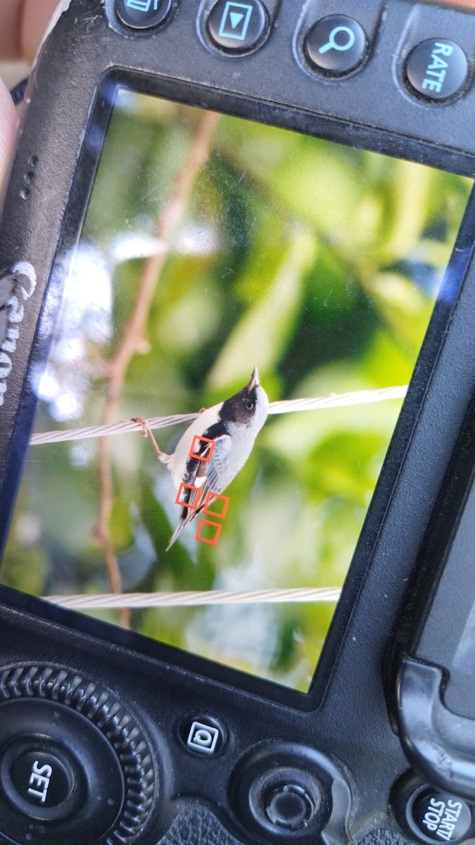 Black-throated Blue Warbler - ML628477637