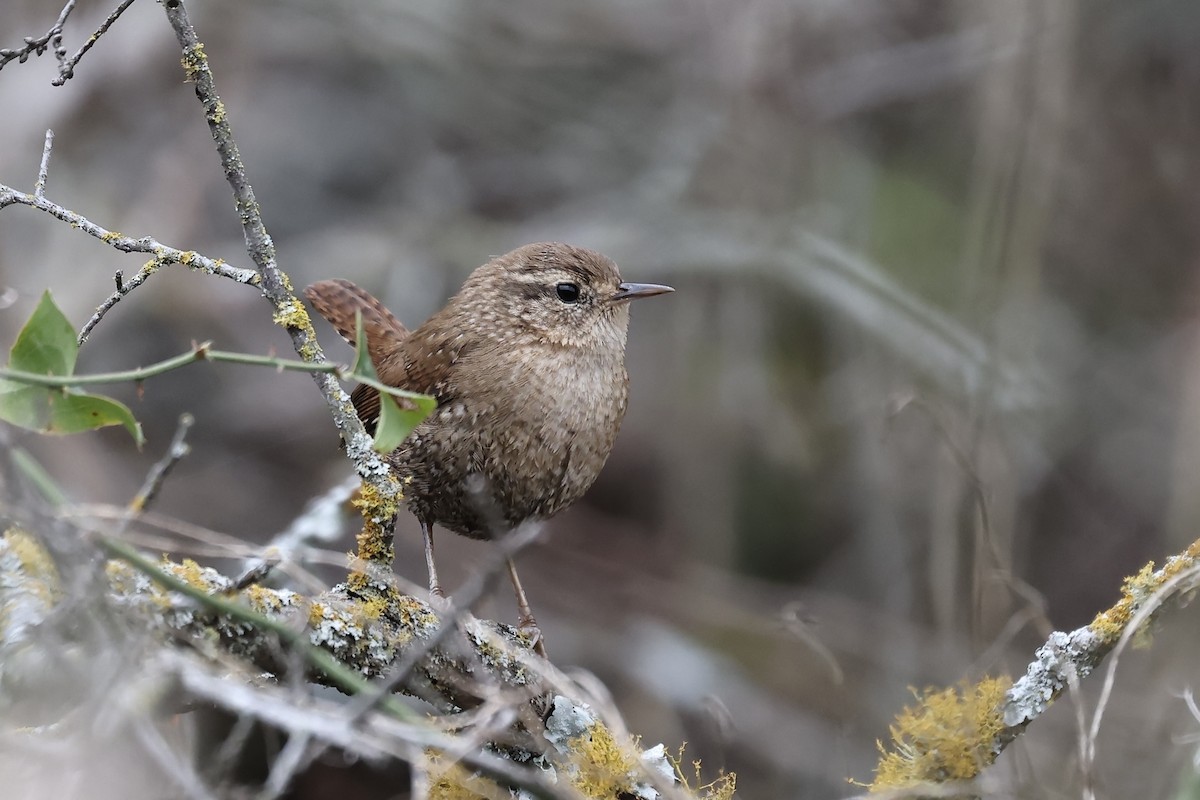 Winter Wren - ML628477768