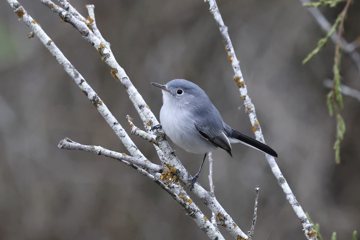 Blue-gray Gnatcatcher - ML628477789
