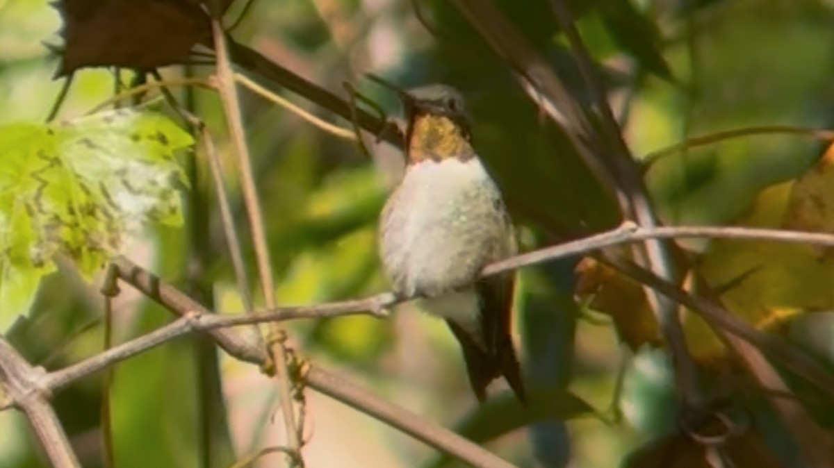 Ruby-throated Hummingbird - ML628477800