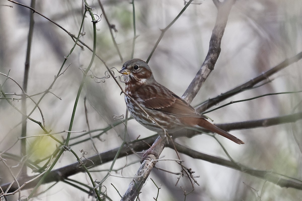 Fox Sparrow (Red) - ML628477814