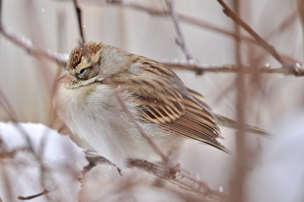 Chipping Sparrow - Yves Darveau