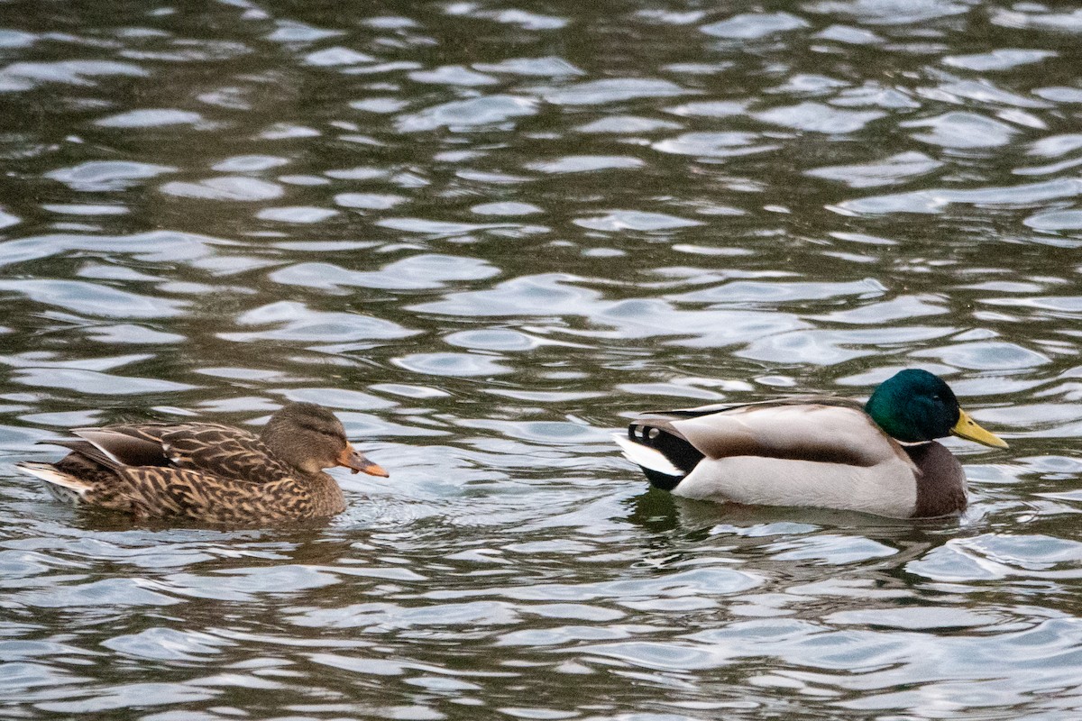 Mallard - Jeff Hullstrung