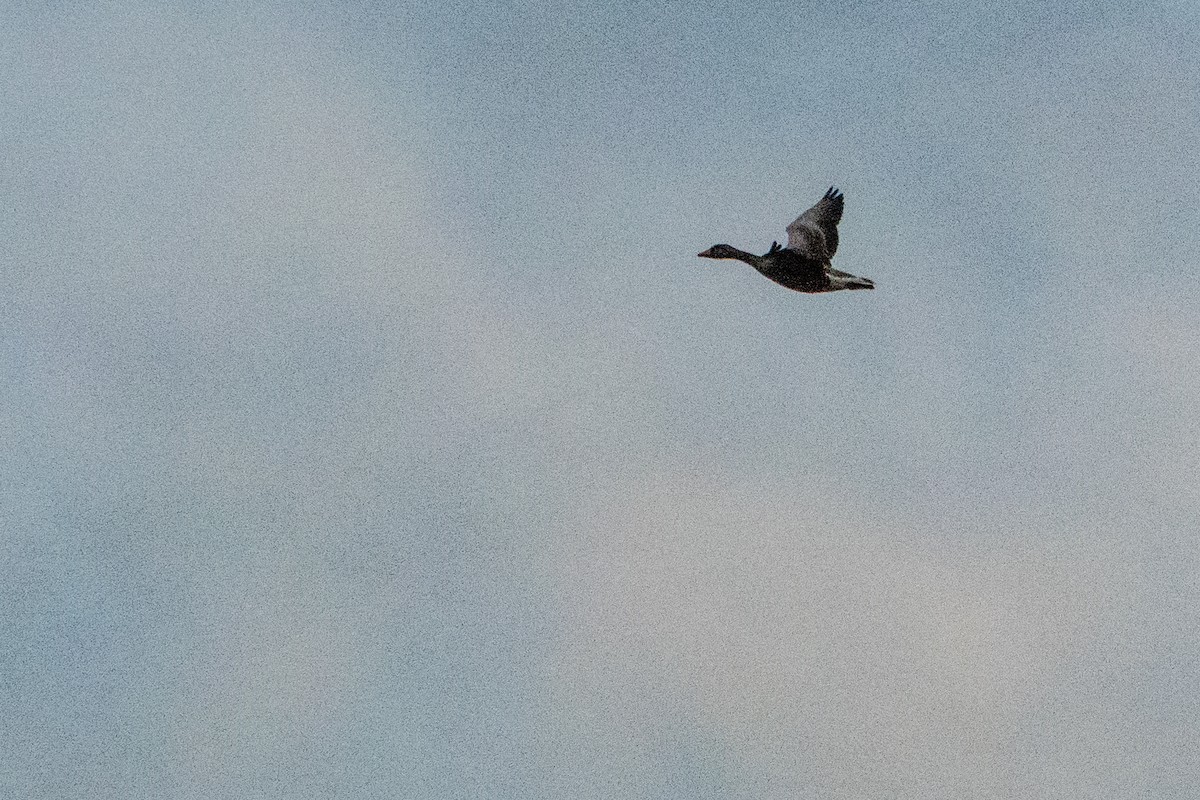 Graylag Goose - Jeff Hullstrung