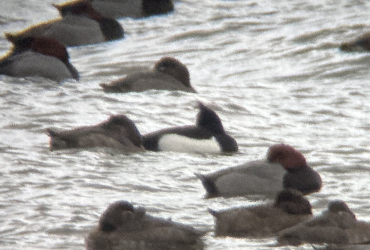 Tufted Duck - ML628478426