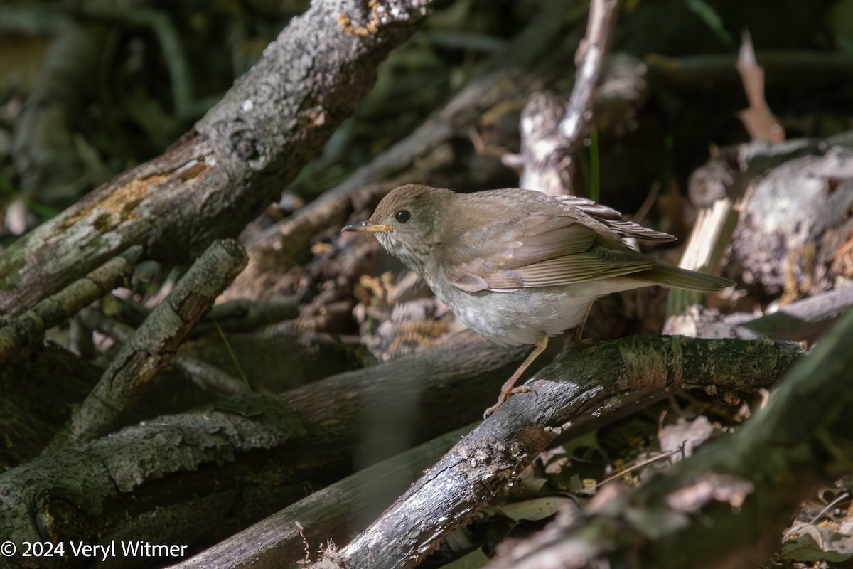 Bicknell's Thrush - ML628478460