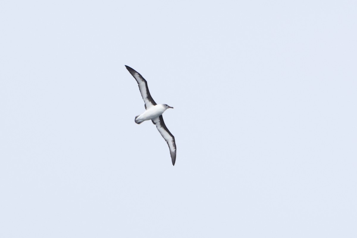 Gray-headed Albatross - ML628478582