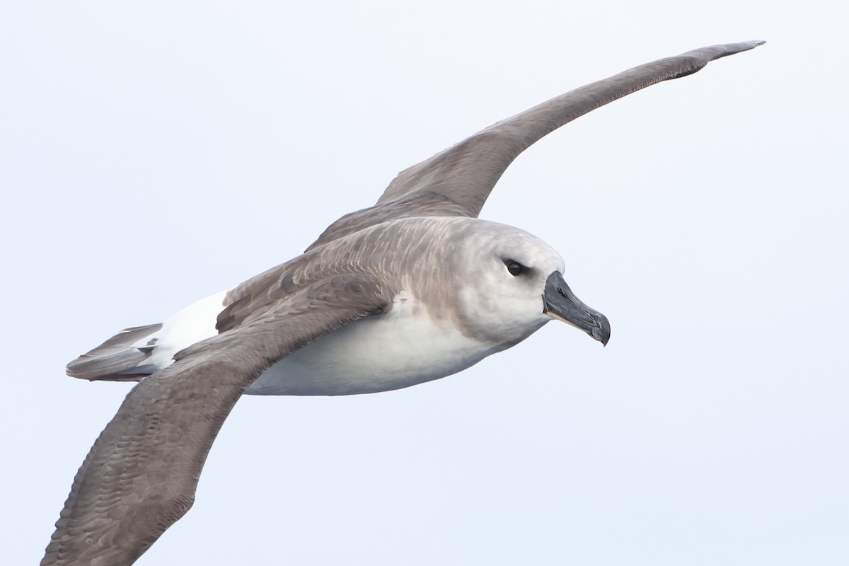 Gray-headed Albatross - ML628478583