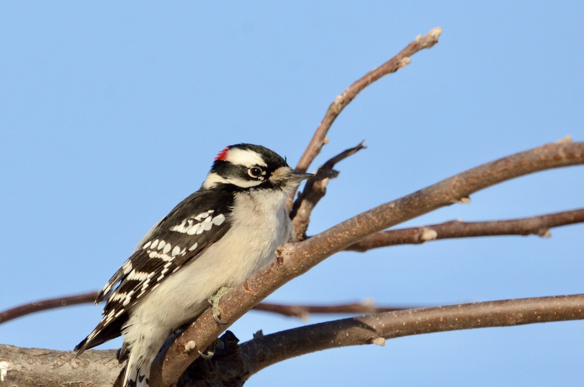 Downy Woodpecker - ML628478584