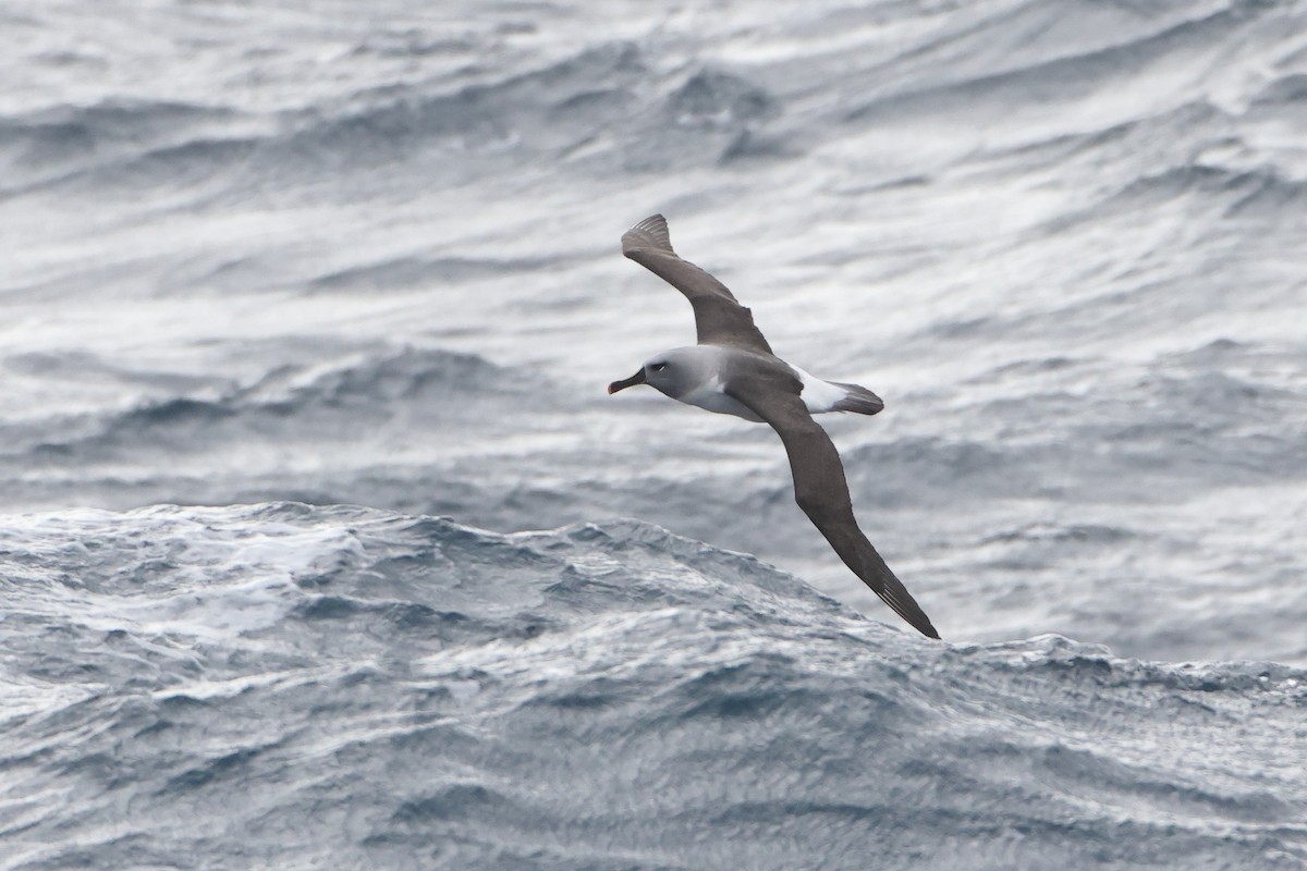 Gray-headed Albatross - ML628478585