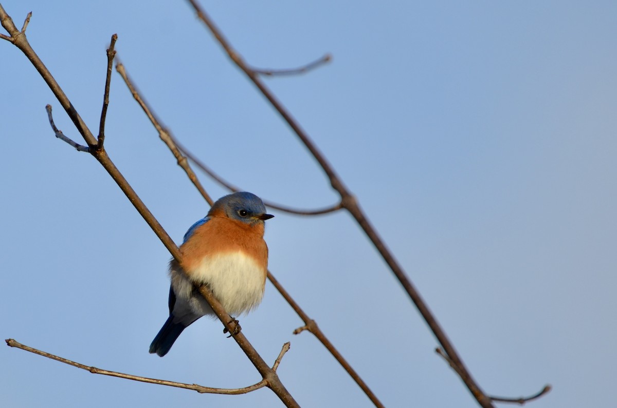 Eastern Bluebird - ML628478618