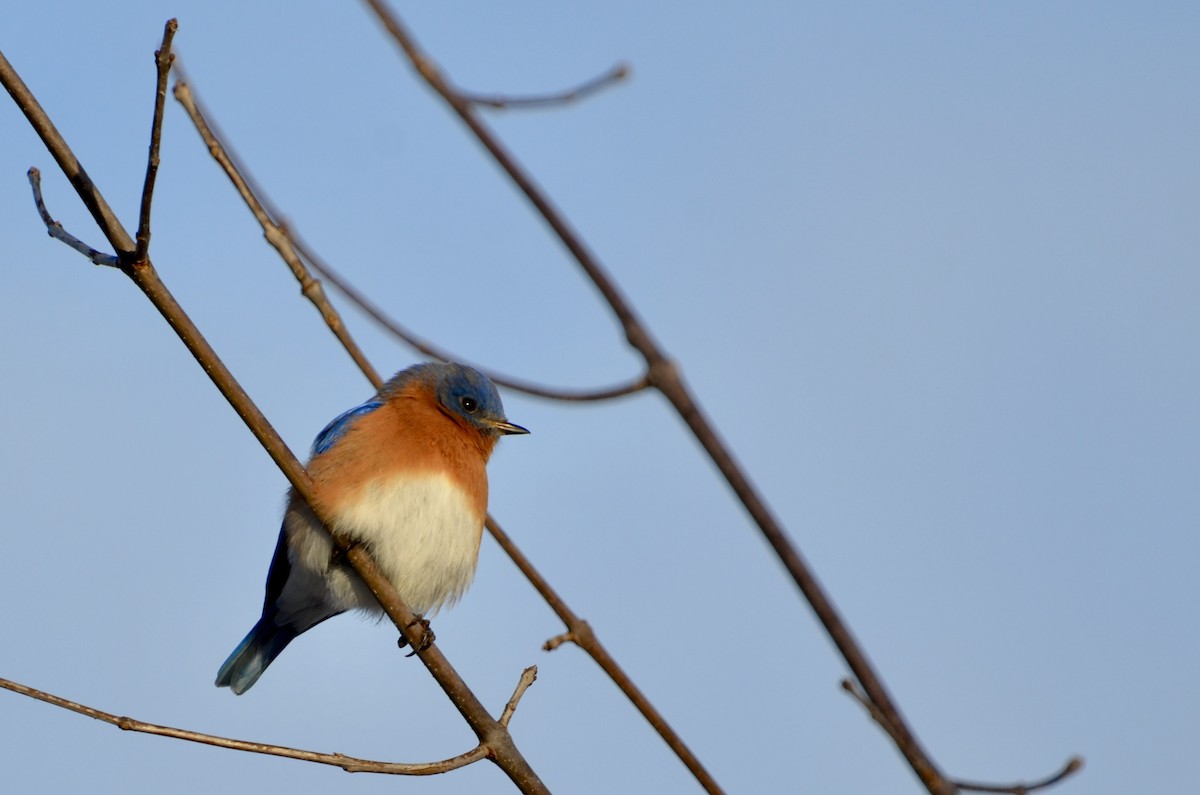 Eastern Bluebird - ML628478626