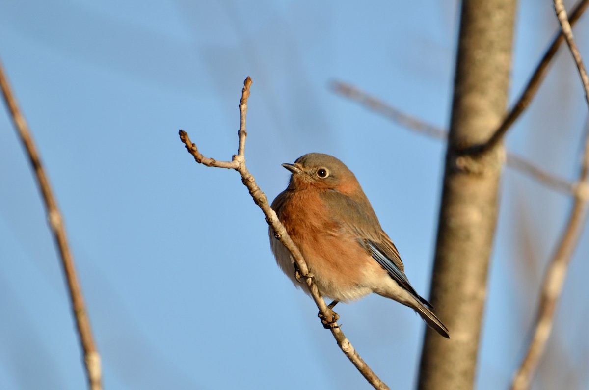 Eastern Bluebird - ML628478634
