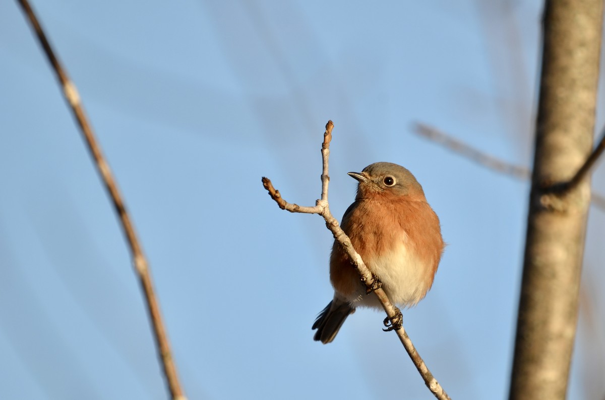Eastern Bluebird - ML628478639