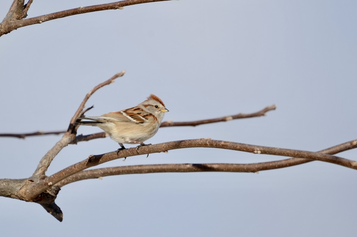 American Tree Sparrow - ML628478683