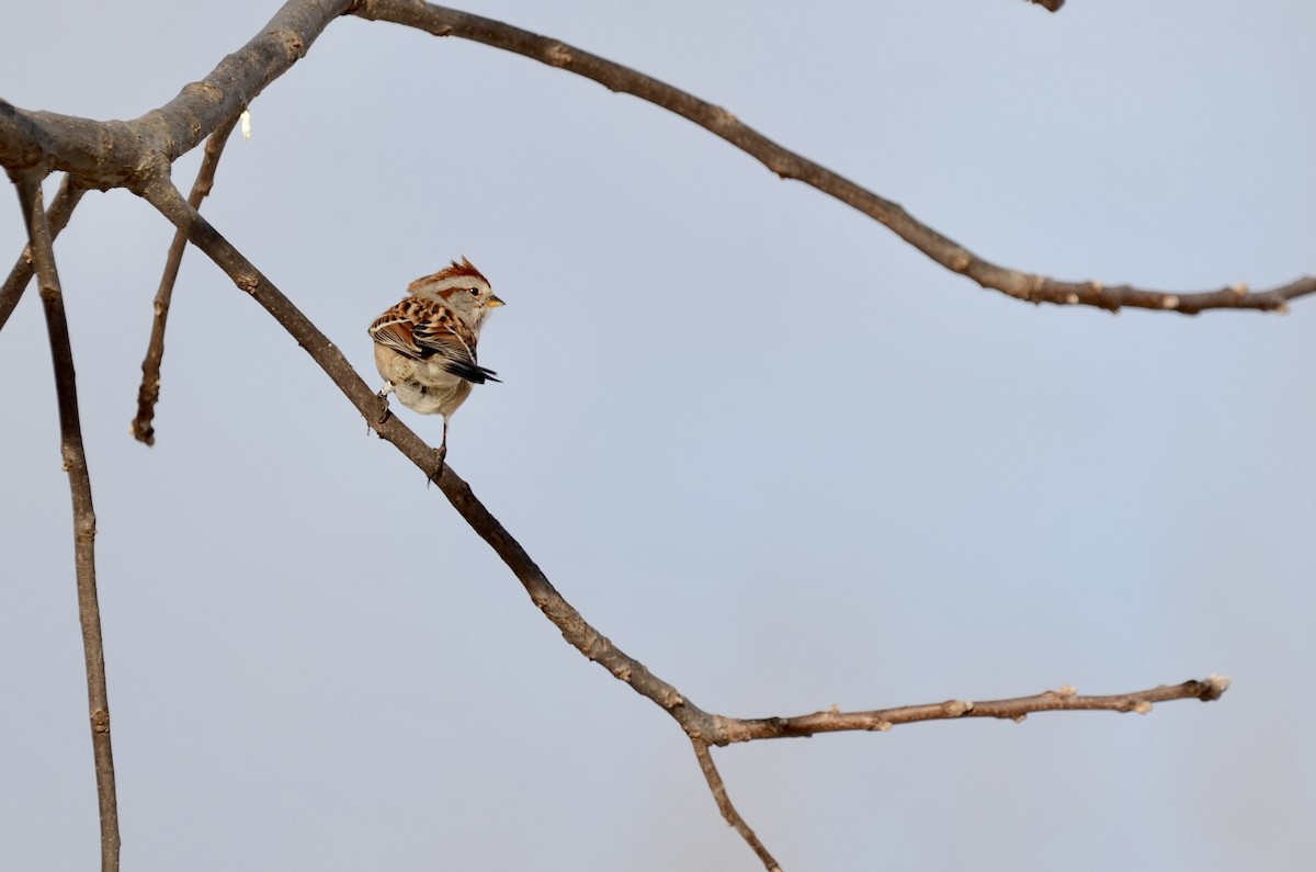 American Tree Sparrow - ML628478701