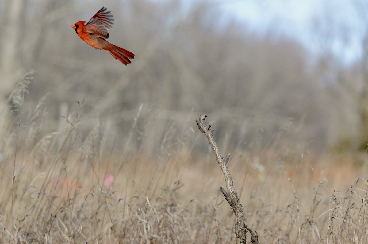 Northern Cardinal - ML628478708