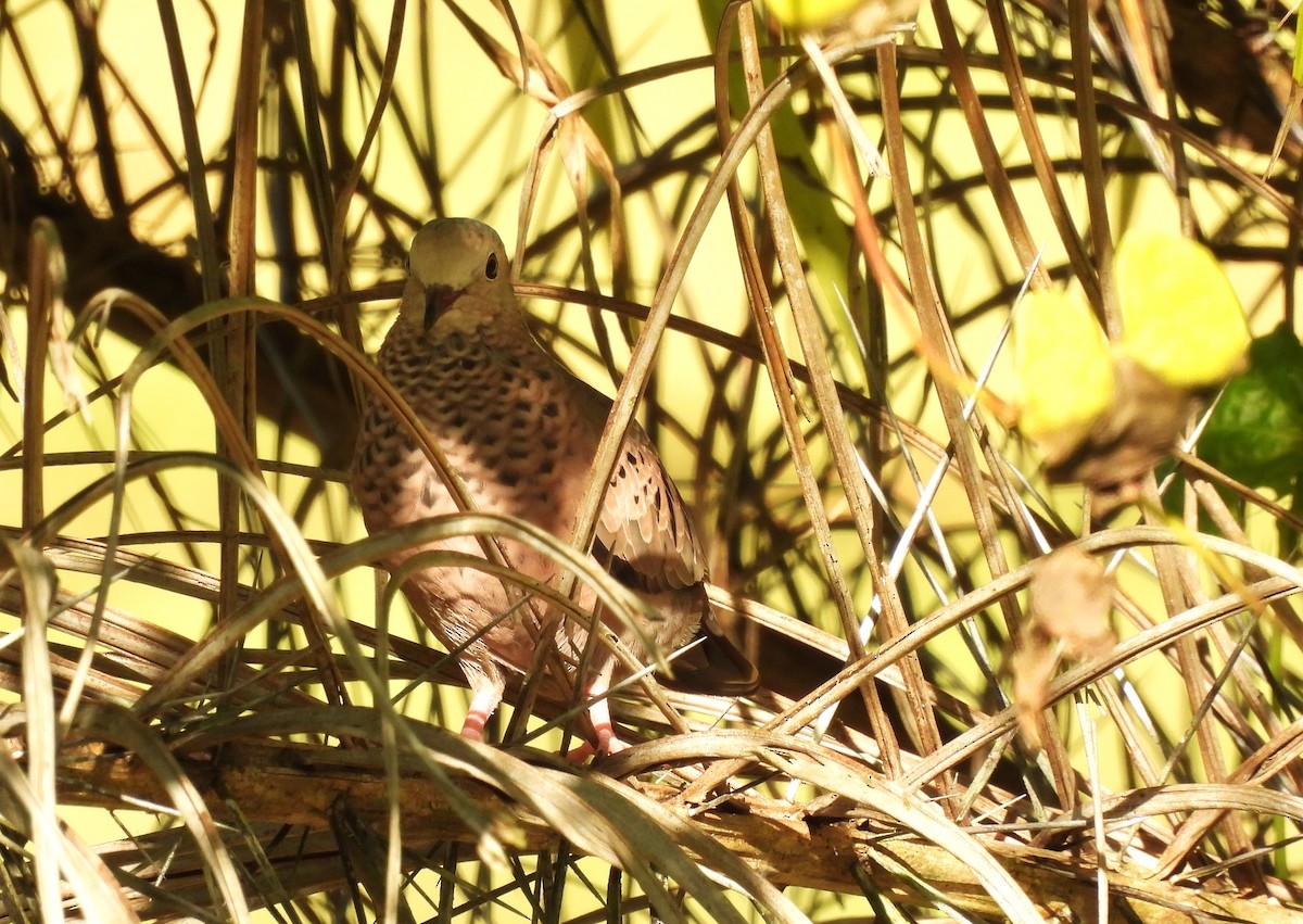 Common Ground Dove - ML628478810