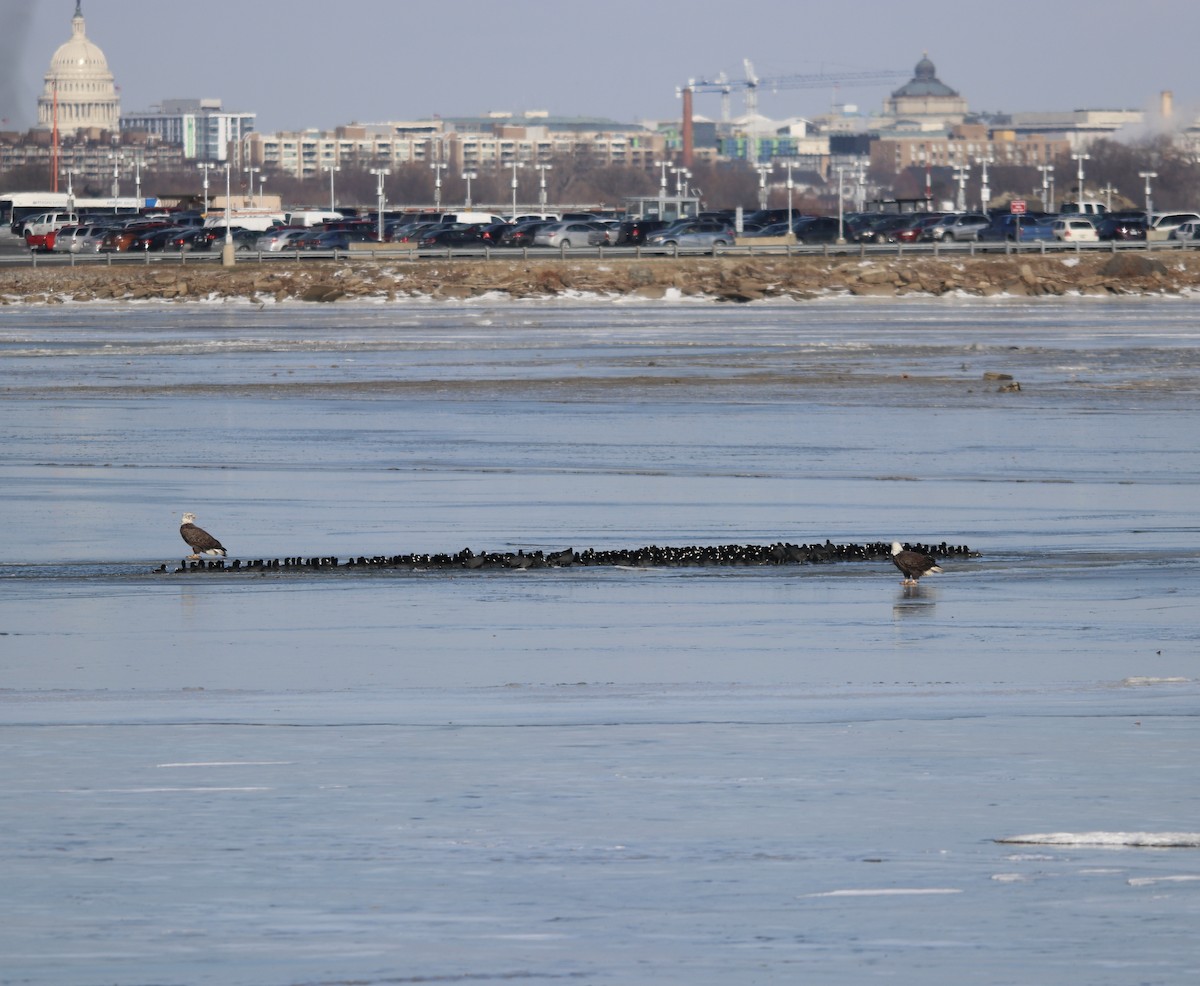 American Coot (Red-shielded) - ML628478867