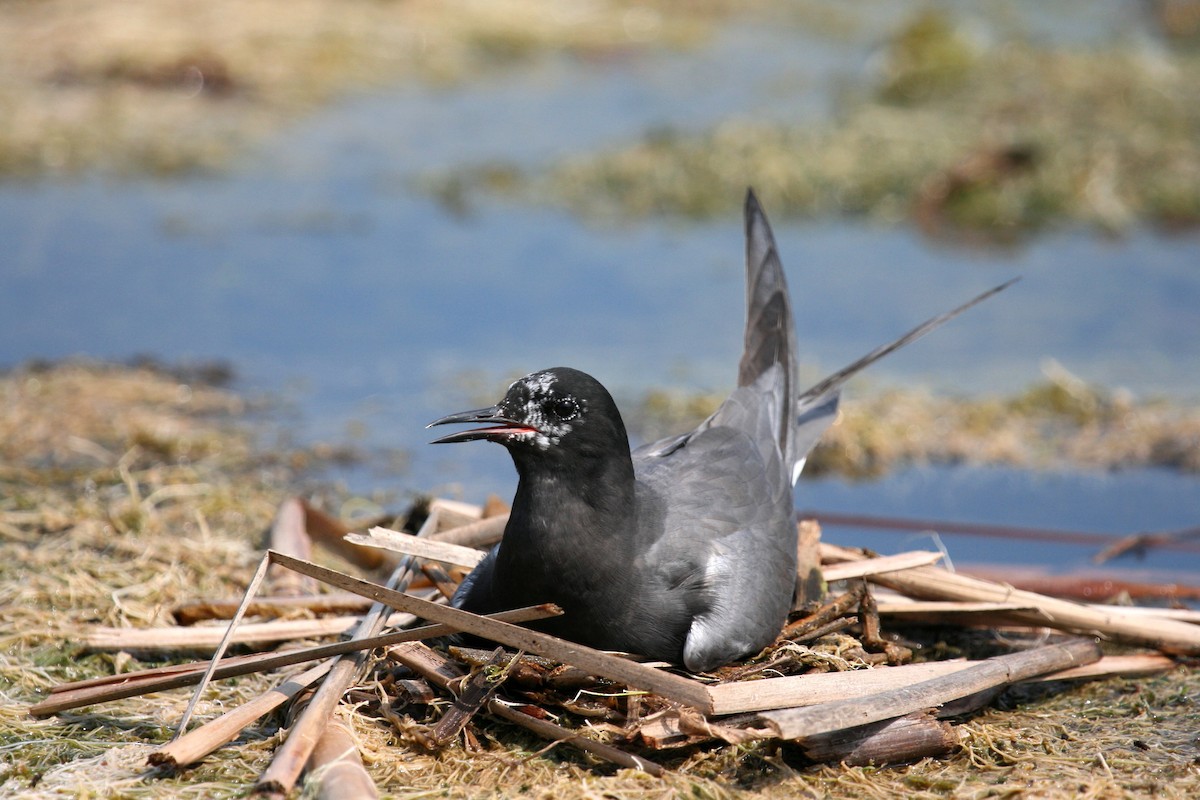 Black Tern - ML628478868