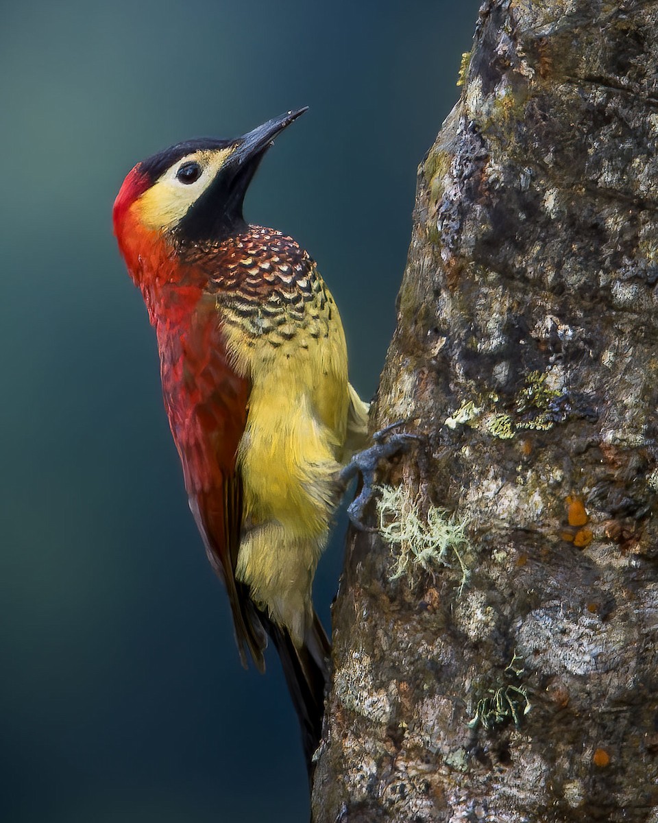 Crimson-mantled Woodpecker - ML628479091