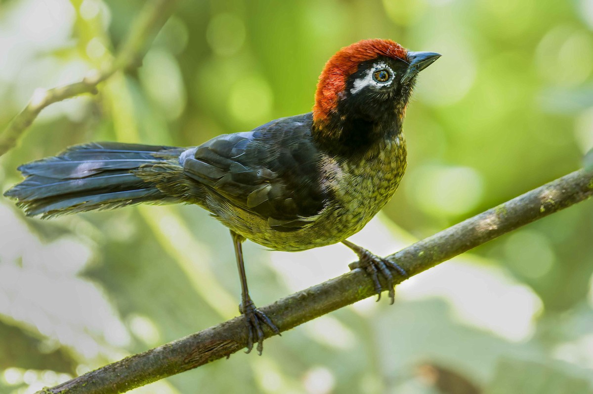 White-rimmed Brushfinch - ML628479189