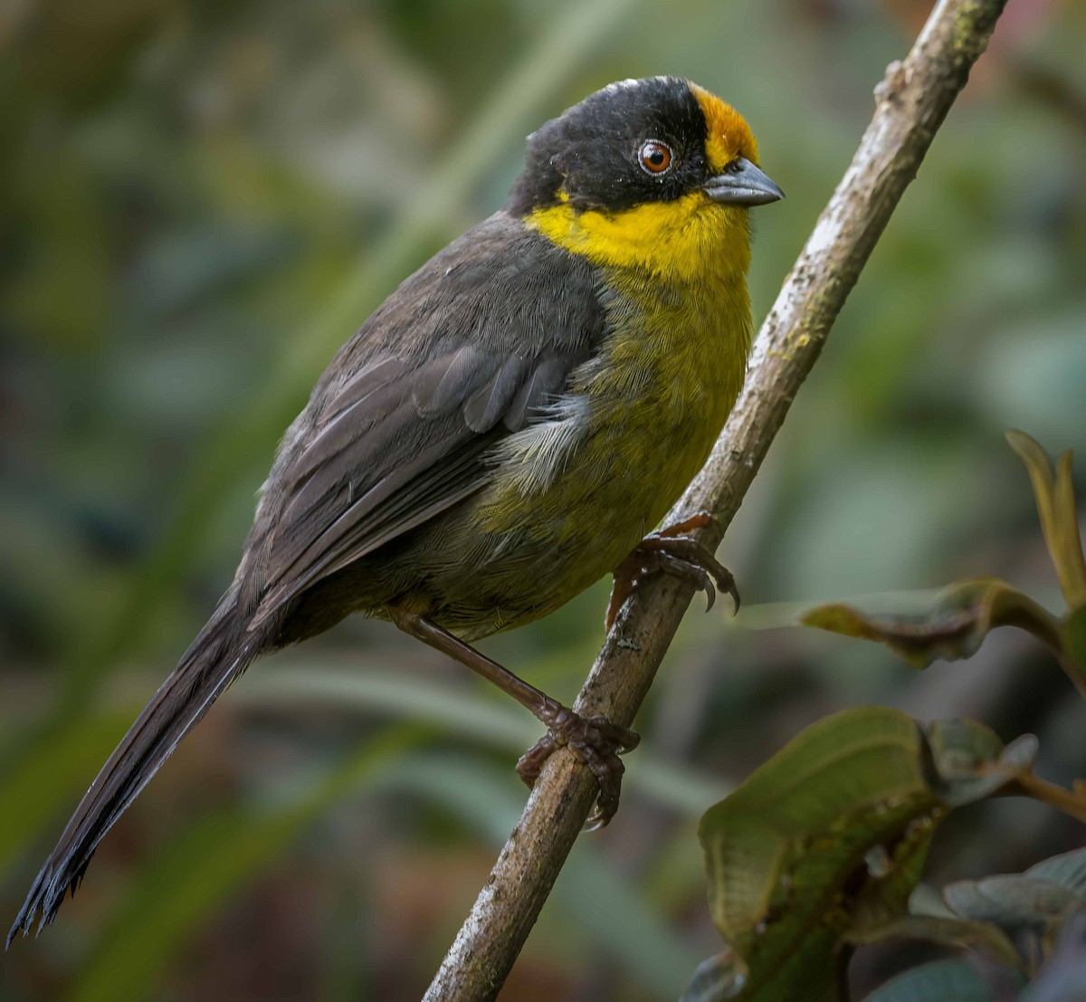 Pale-naped Brushfinch - ML628479231