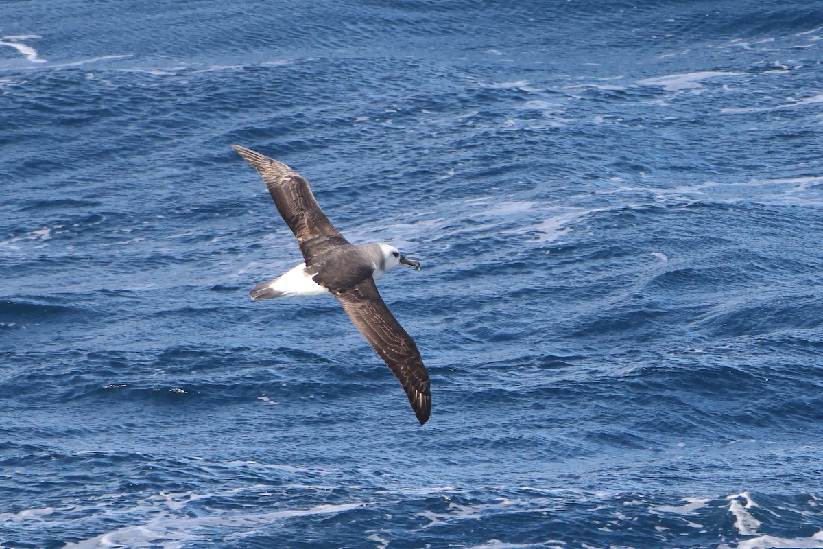 Gray-headed Albatross - ML628479268