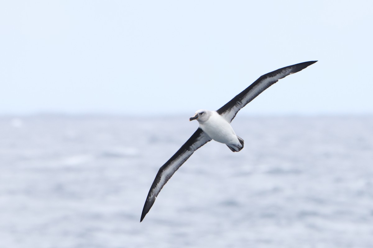 Gray-headed Albatross - ML628479269