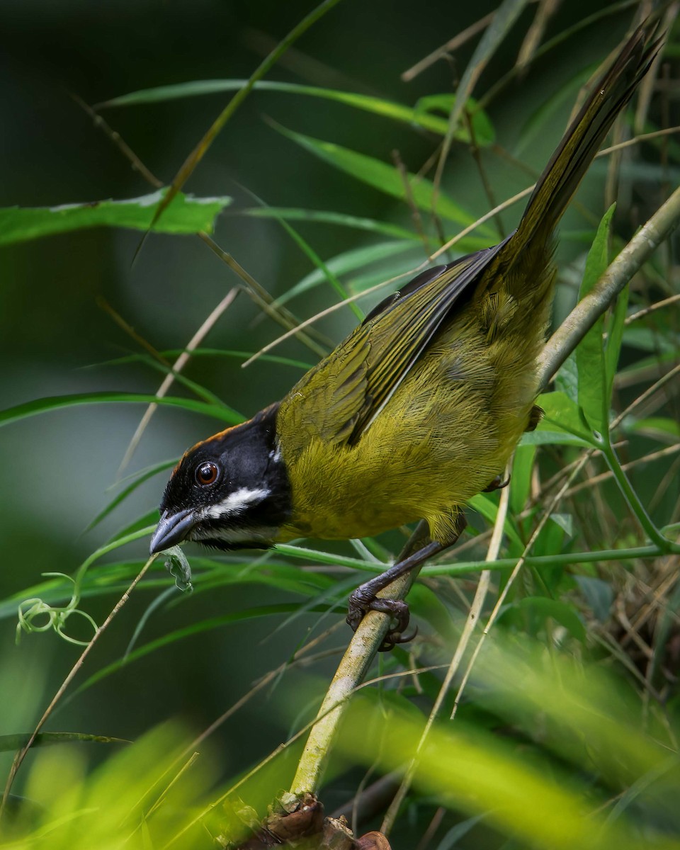 Moustached Brushfinch - ML628479272