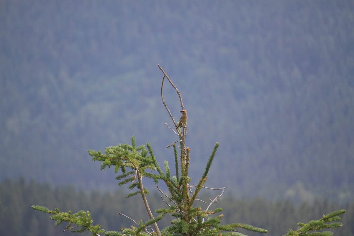Cedar Waxwing - ML628479306