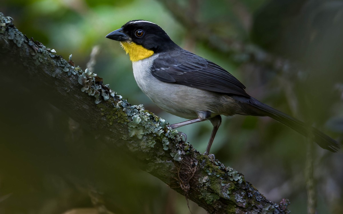 White-naped Brushfinch - ML628479336