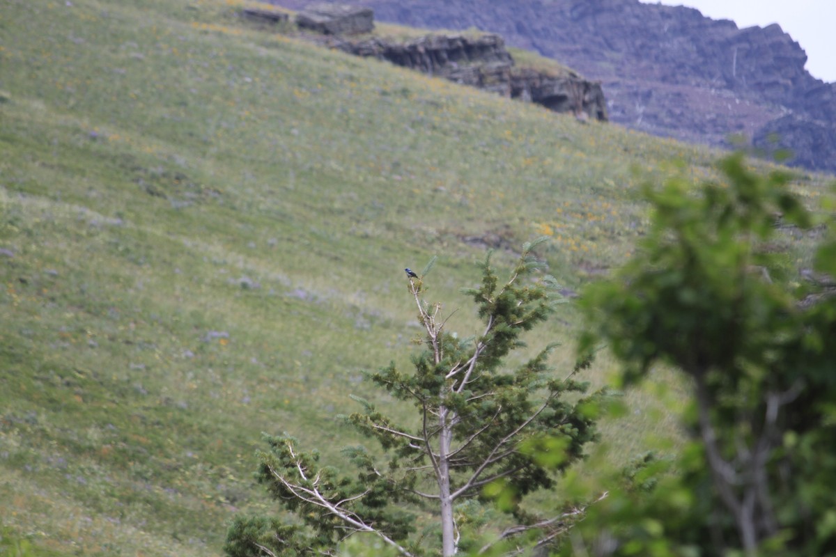 Lazuli Bunting - ML628479338