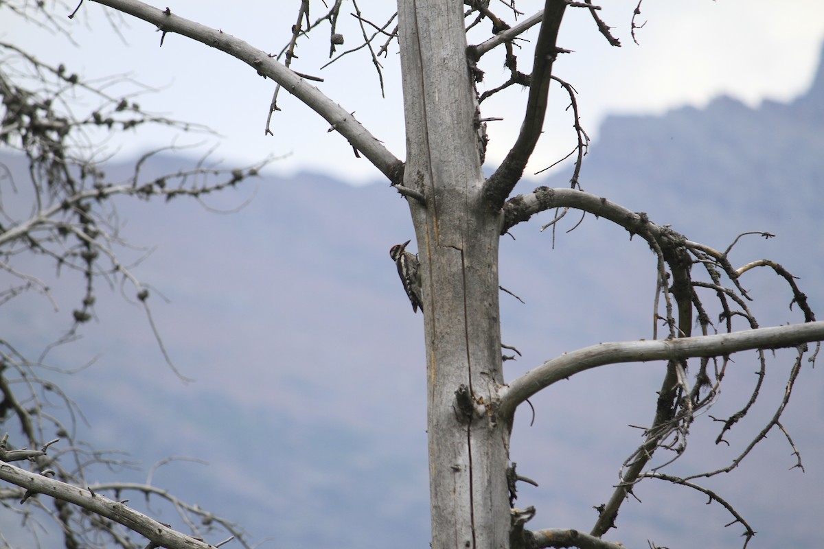 Red-naped Sapsucker - ML628479440