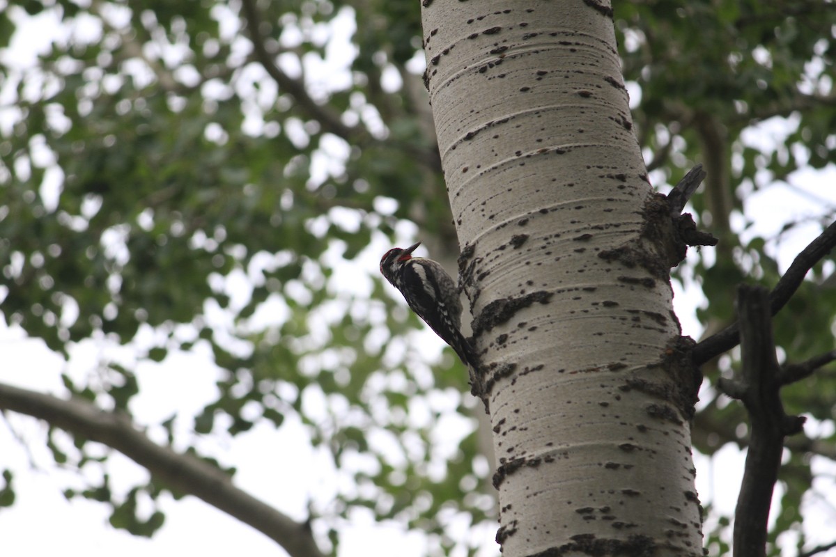 Red-naped Sapsucker - ML628479442