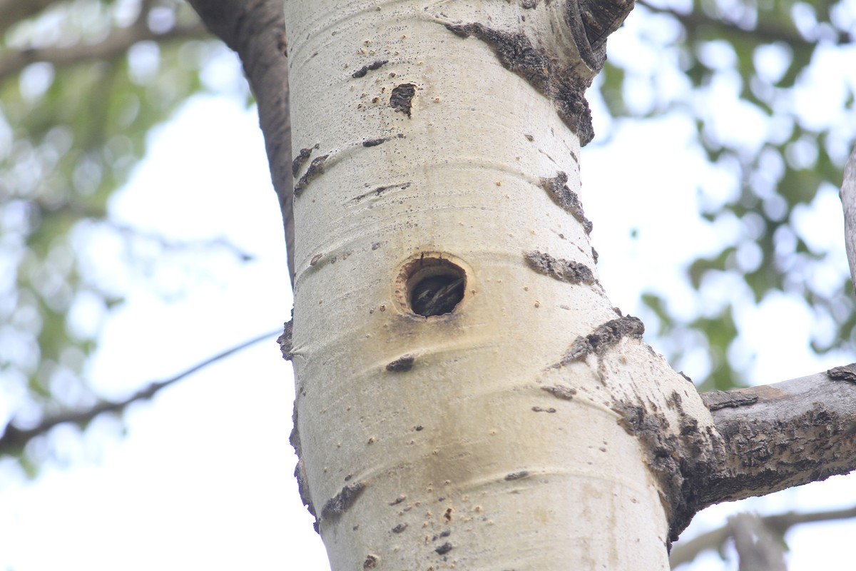 Red-naped Sapsucker - ML628479483