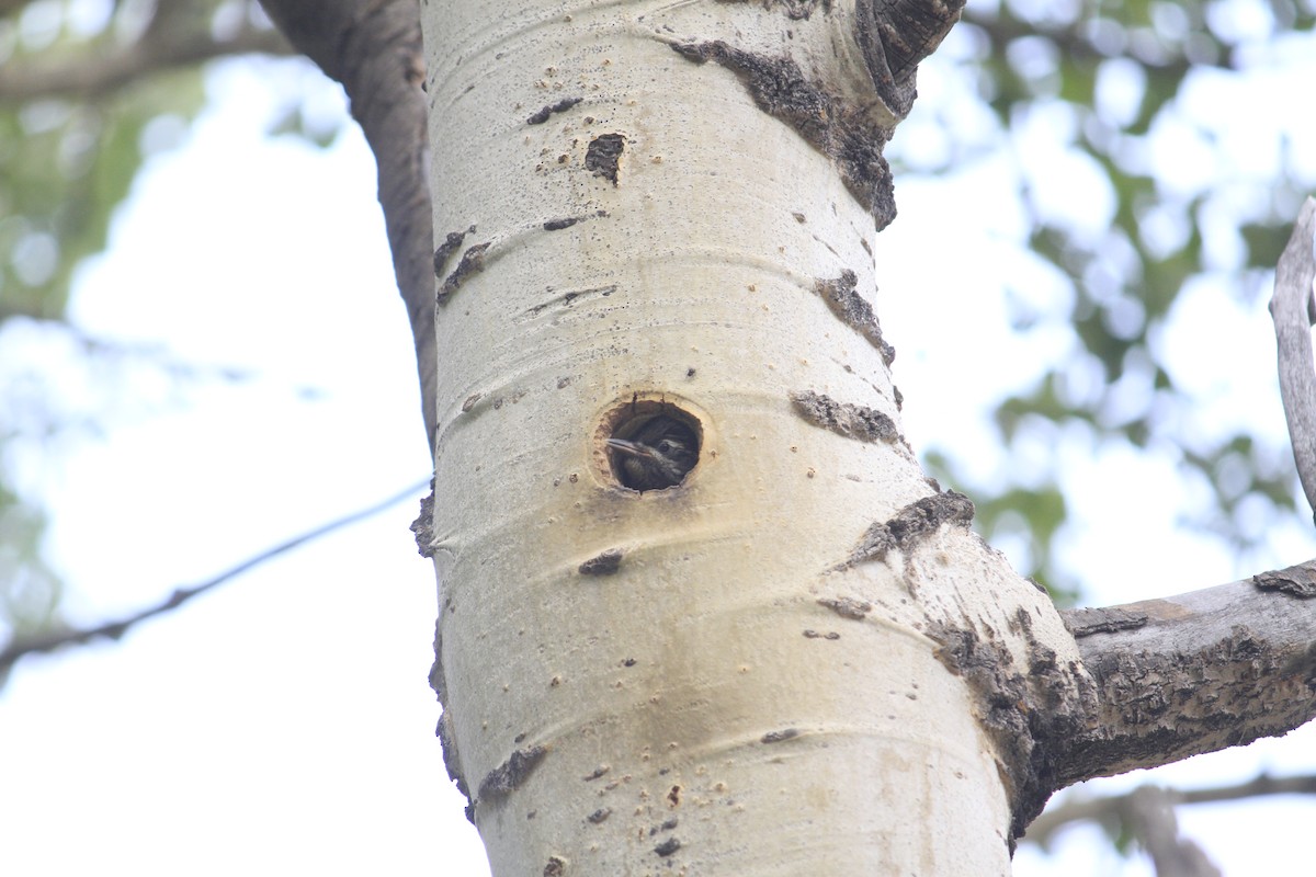 Red-naped Sapsucker - ML628479531