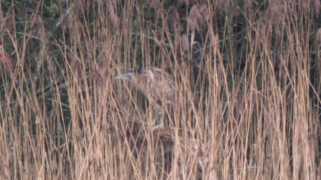 Eurasian Bittern - ML628479566