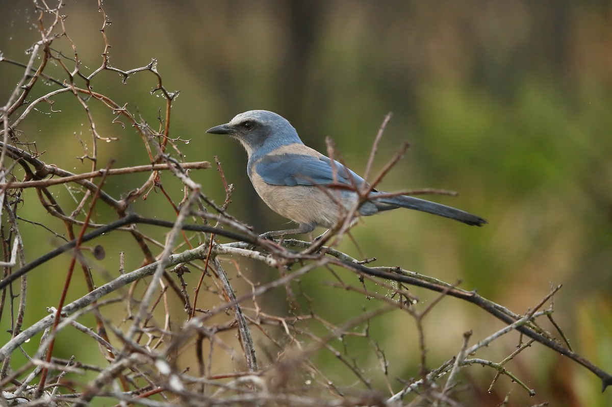 Florida Scrub-Jay - ML628479578