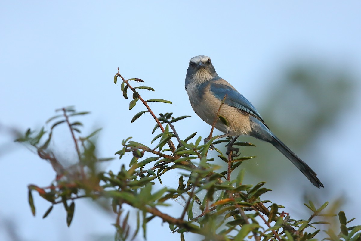 Florida Scrub-Jay - ML628479588