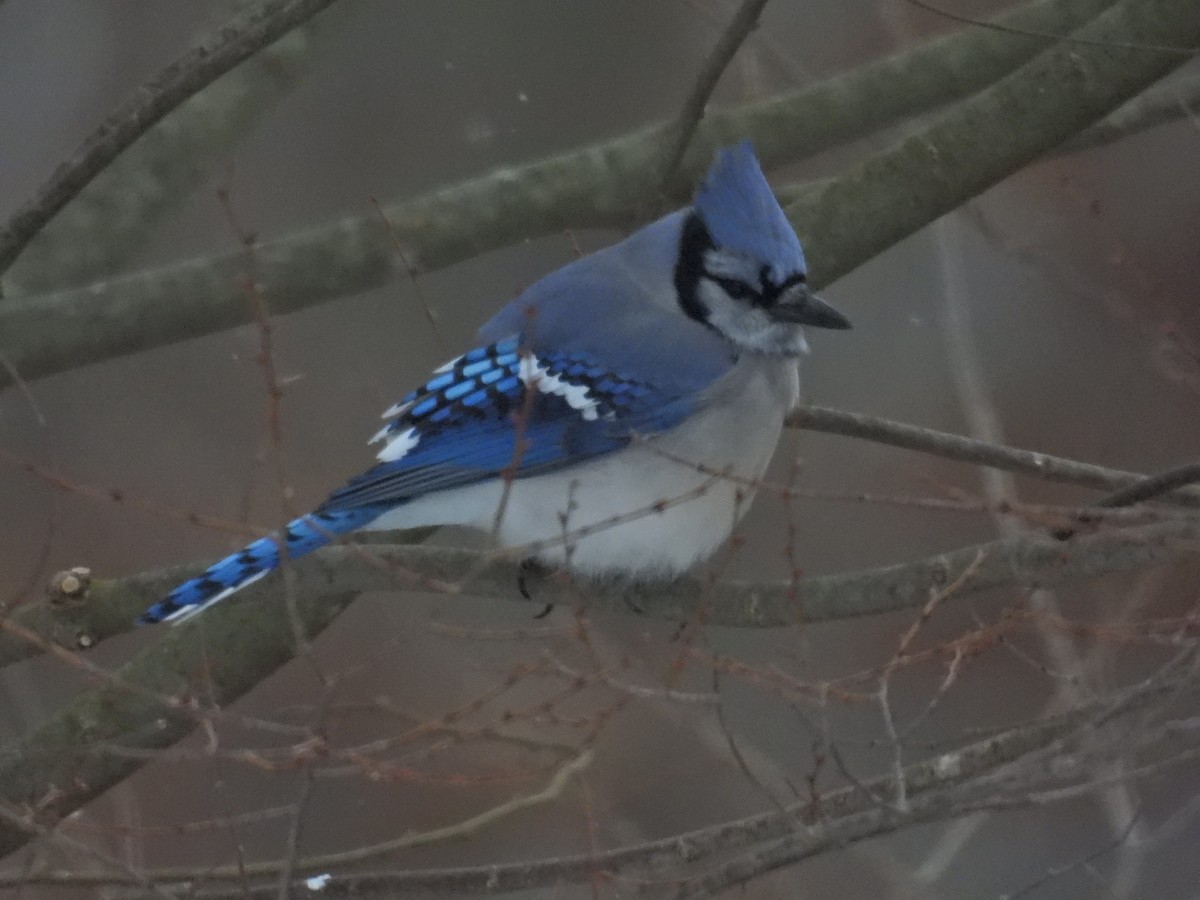 Blue Jay - ML628479605