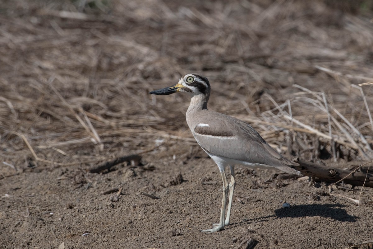Great Thick-knee - ML628479631