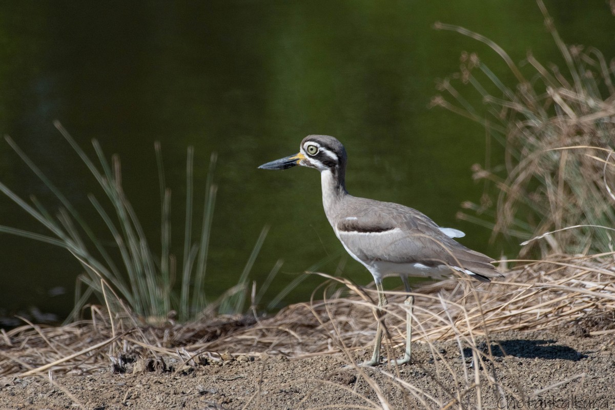 Great Thick-knee - ML628479633