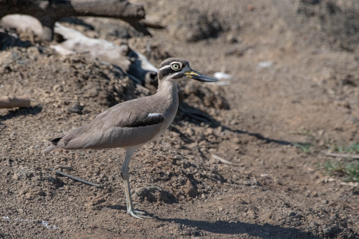 Great Thick-knee - ML628479637