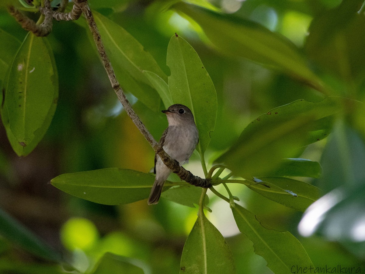 Asian Brown Flycatcher - ML628479680