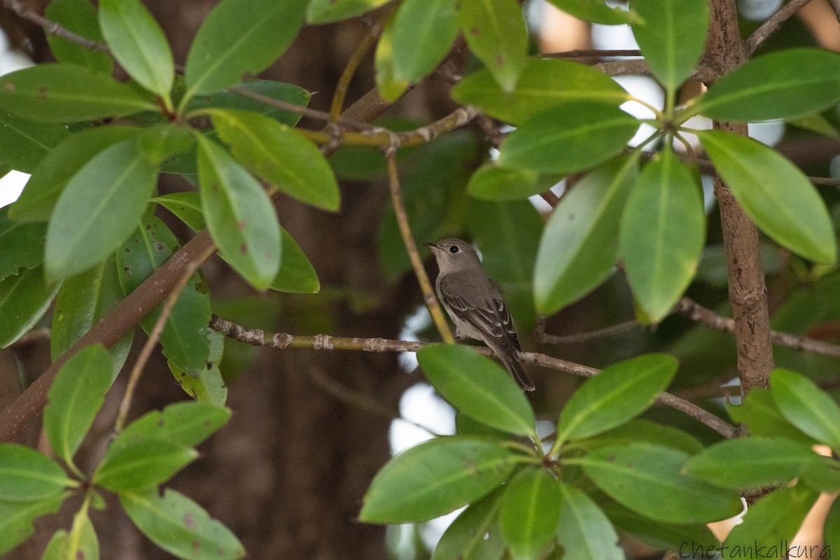Asian Brown Flycatcher - ML628479681
