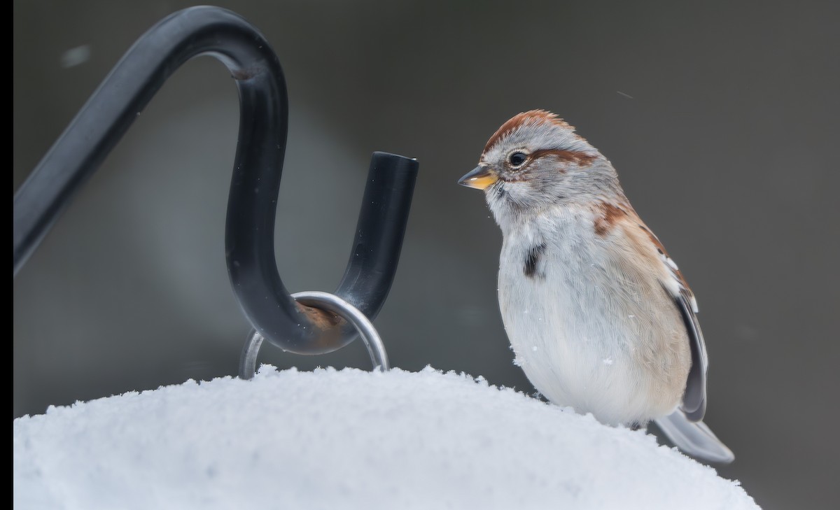 American Tree Sparrow - ML628479773