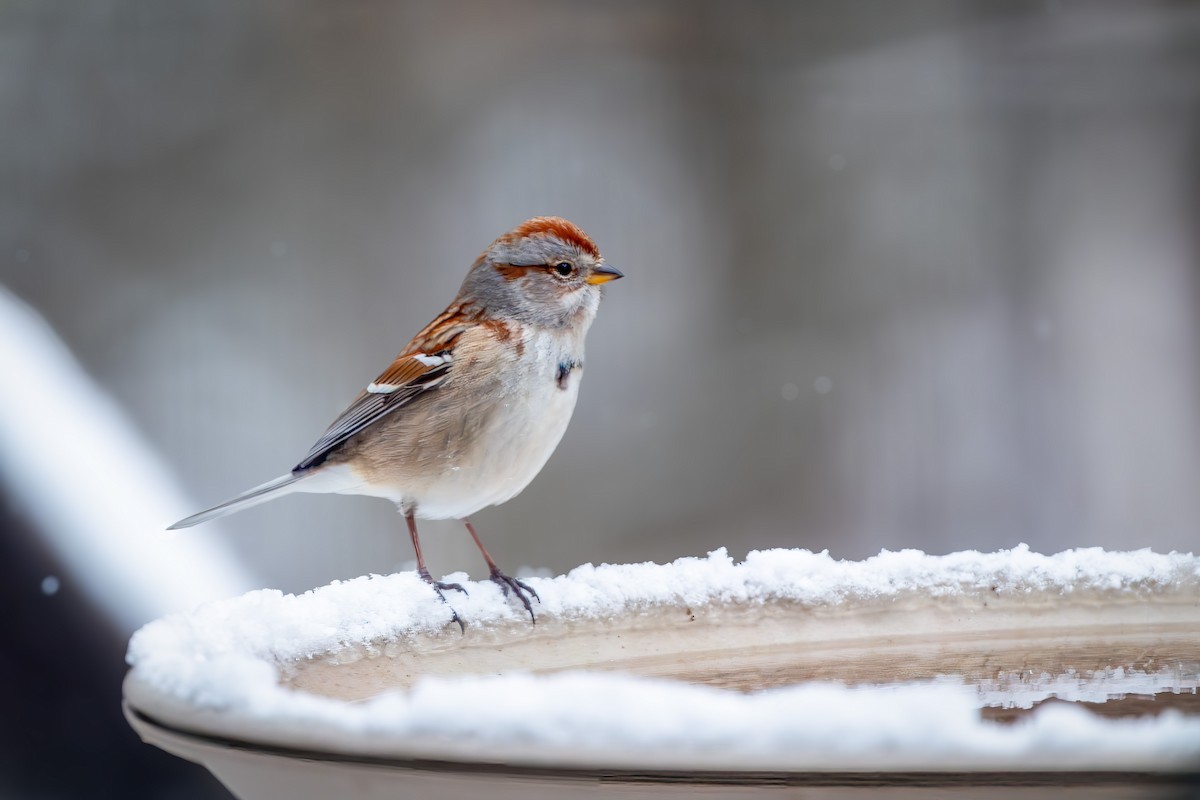 American Tree Sparrow - ML628479774