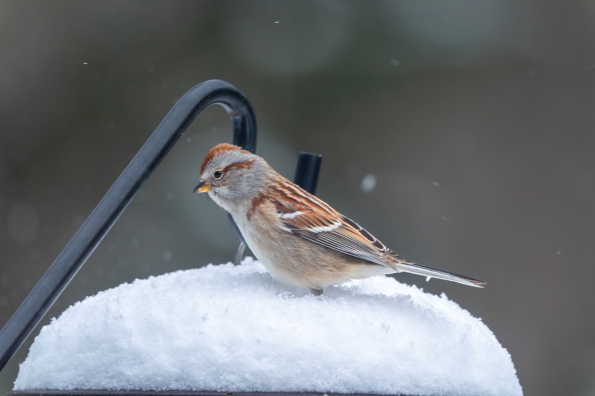 American Tree Sparrow - ML628479775