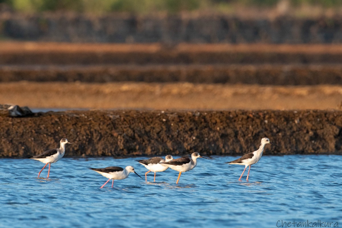 Black-winged Stilt - ML628479828